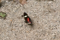 HELICONIDAE, Heliconius clysonimus